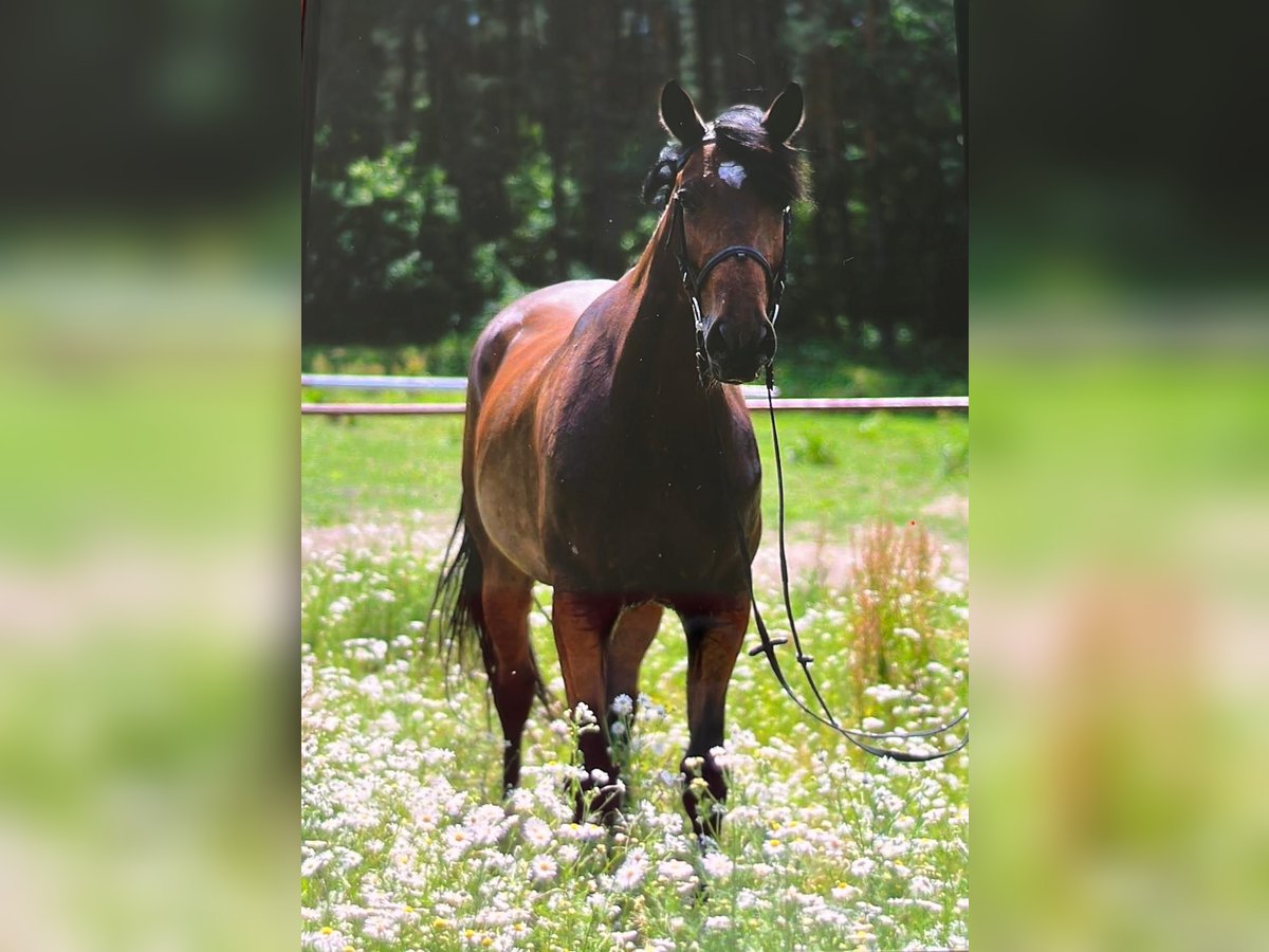 Polacco Giumenta 12 Anni 165 cm Baio in Papenhagen