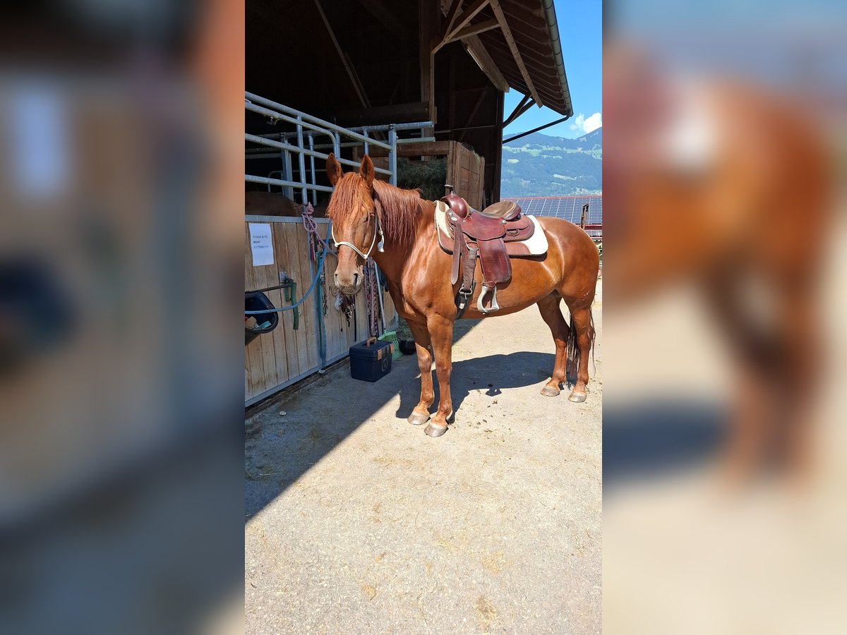 Polacco Giumenta 12 Anni 165 cm Sauro scuro in Nenzing