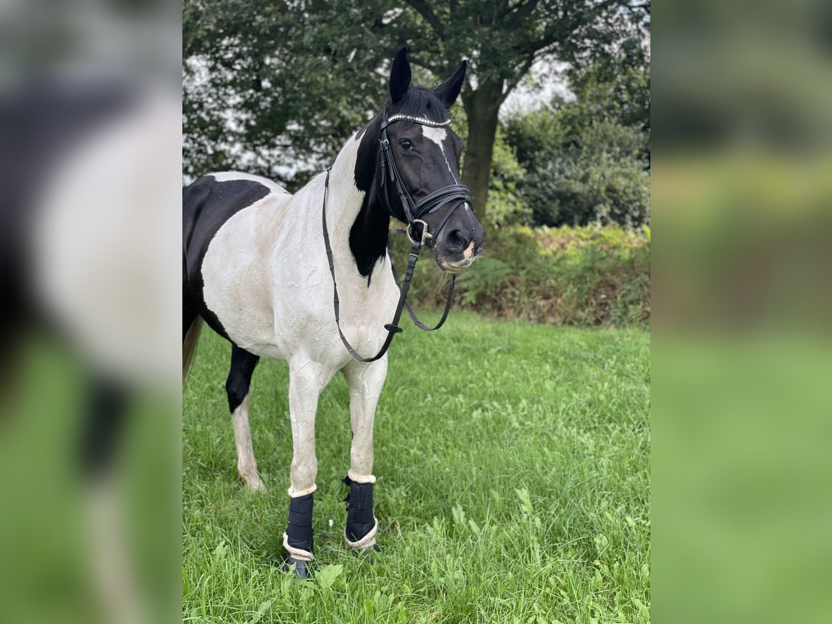 Polacco Giumenta 14 Anni 168 cm Pezzato in Tangstedt