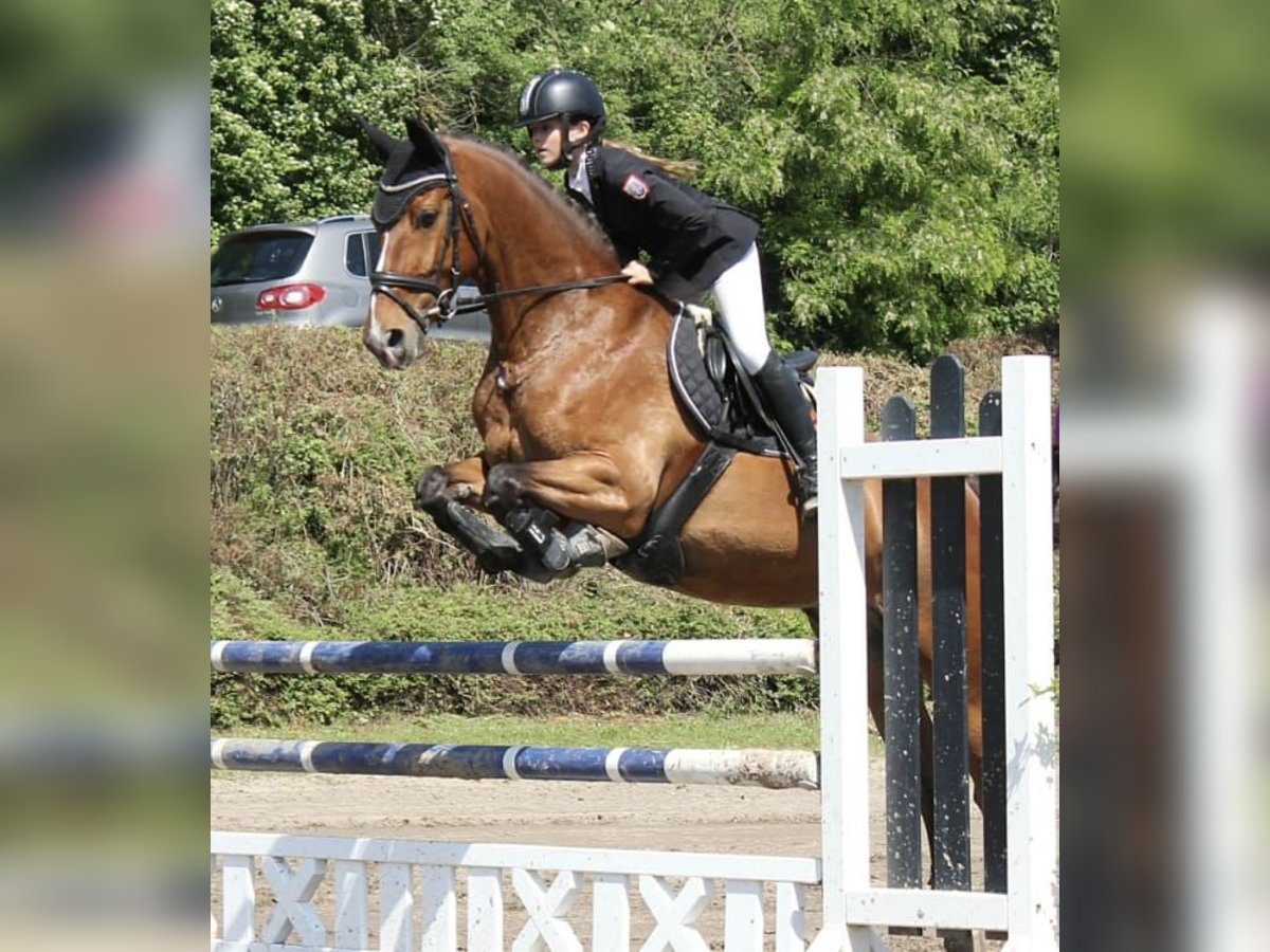 Polacco Giumenta 16 Anni 165 cm Baio in Bad K&#xF6;nig