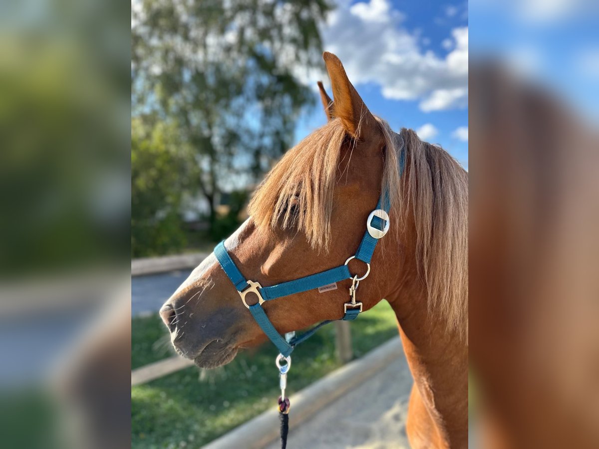 Polacco Giumenta 7 Anni 155 cm Sauro in Hohenthann