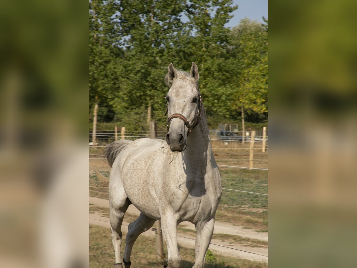 Półarab Wałach 15 lat 158 cm Siwa w hreczce in Luxé