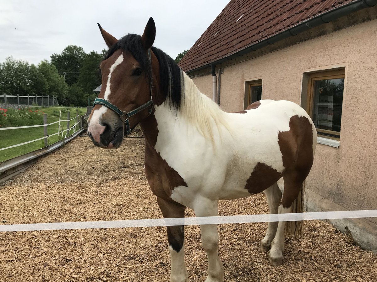 Polish Coldblood Gelding 11 years 15,2 hh Pinto in Obernzenn