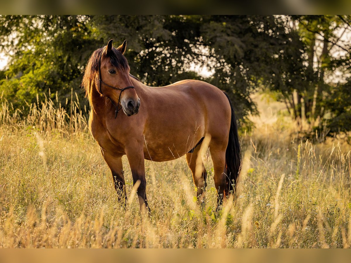 Polish Coldblood Gelding 13 years 15,1 hh Brown in Mörbisch am See