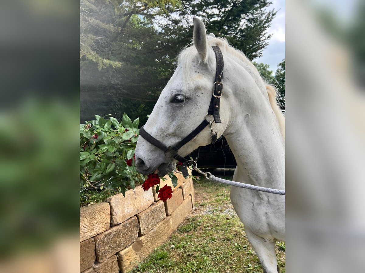 Polish Coldblood Gelding 13 years 15,1 hh Gray in Neckarwestheim