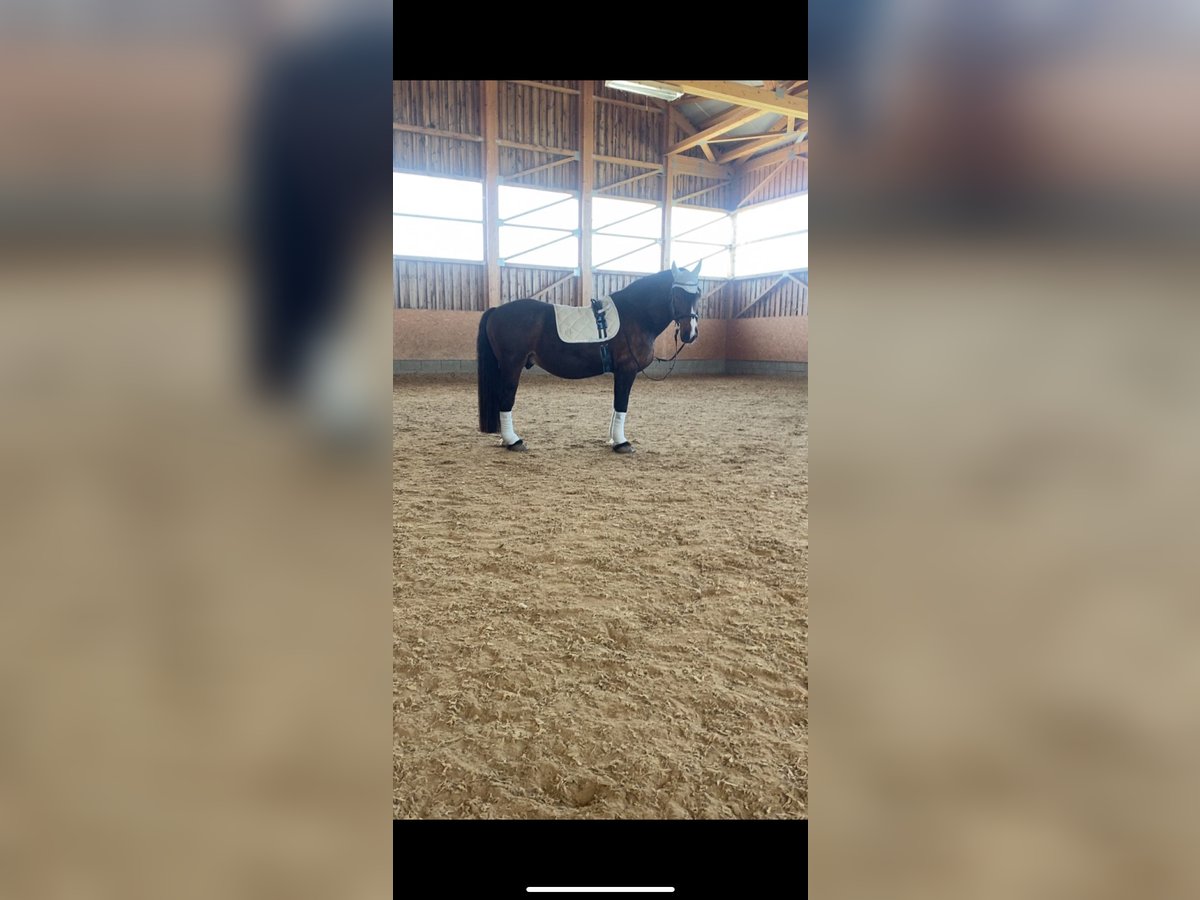 Polish Coldblood Gelding 15 years 15,3 hh Brown in Pforzen