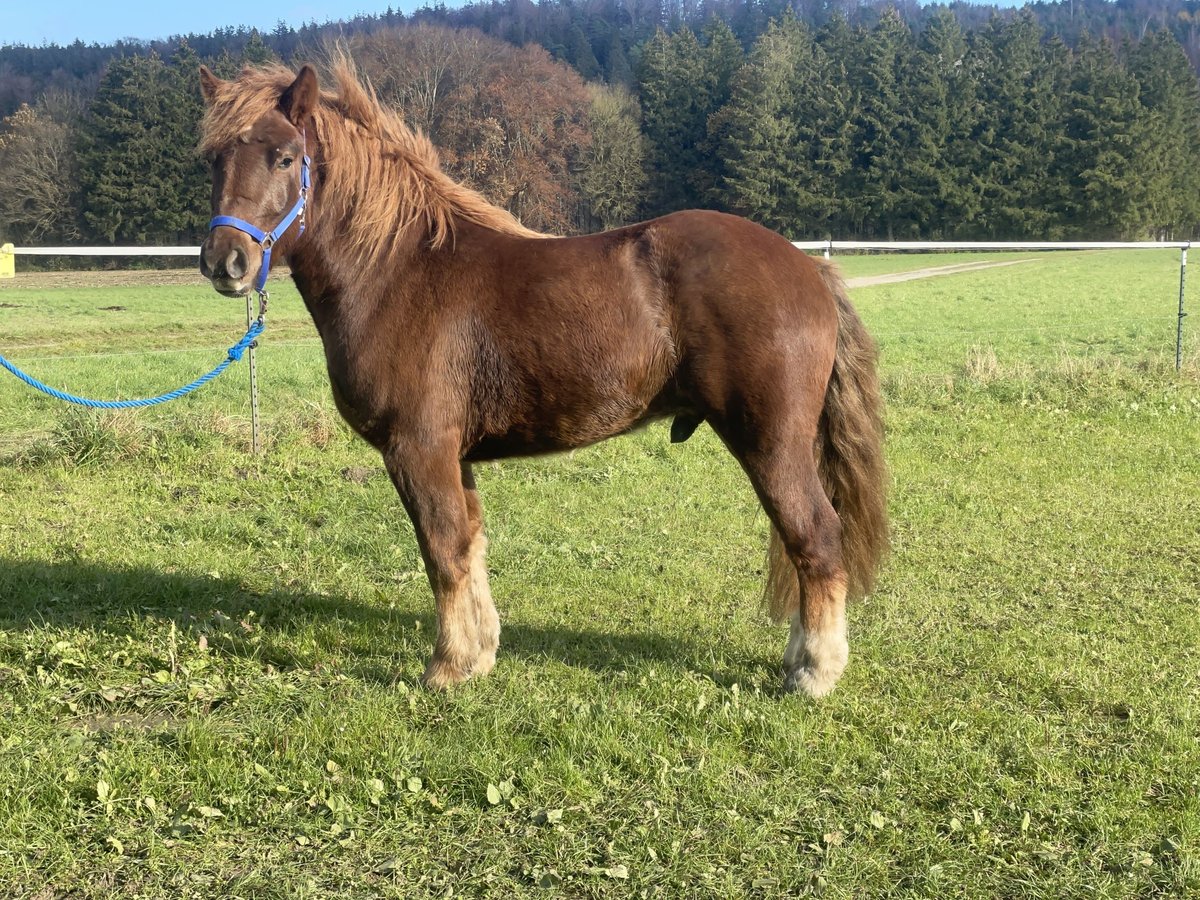 Polish Coldblood Mix Gelding 3 years 14,1 hh Chestnut in Fuchstal