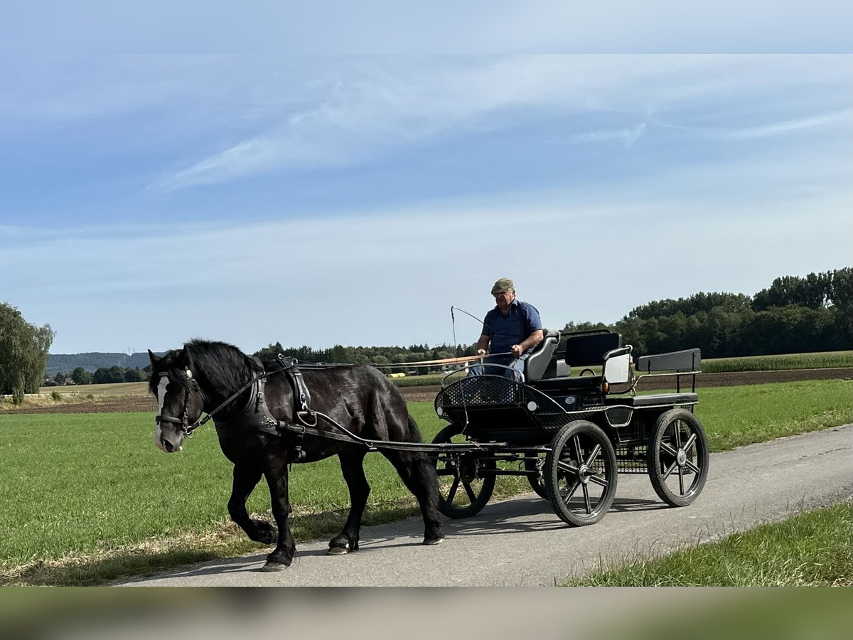 Polish Coldblood Mix Gelding 3 years 15,1 hh Black in Riedlingen