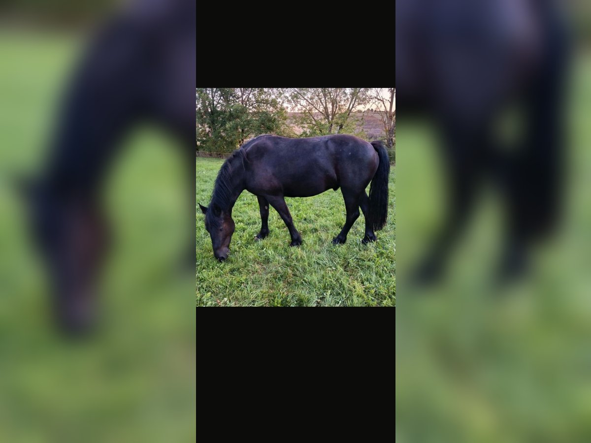 Polish Coldblood Mix Gelding 3 years 15,3 hh Black in W&#xFC;rzburg