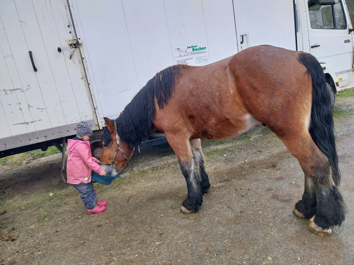 Polish Coldblood Gelding 4 years 15,1 hh Brown in Allmersbach im Tal