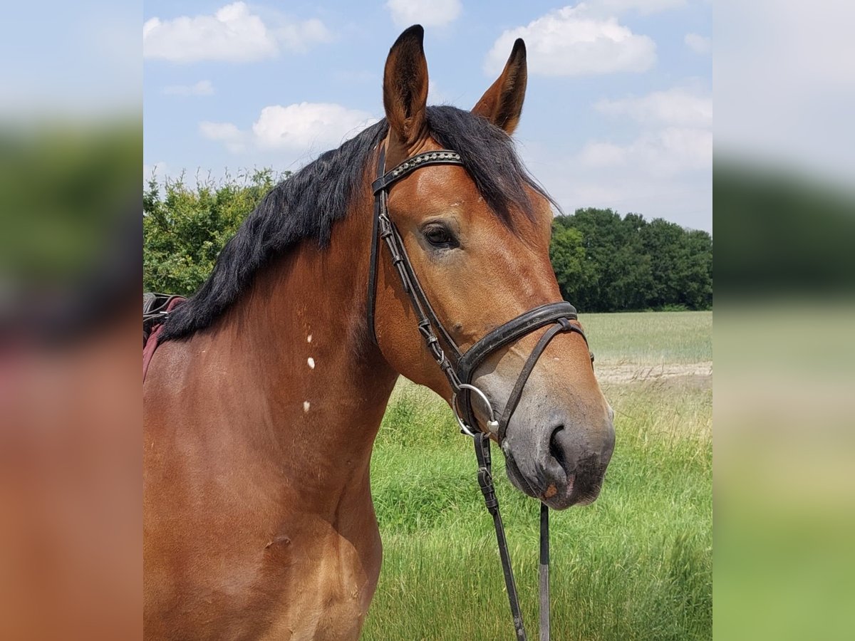 Polish Coldblood Gelding 4 years 16,1 hh Brown in Enger