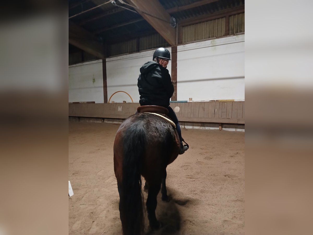 Polish Coldblood Gelding 6 years 14,2 hh Bay-Dark in Sch&#xF6;nbrunn