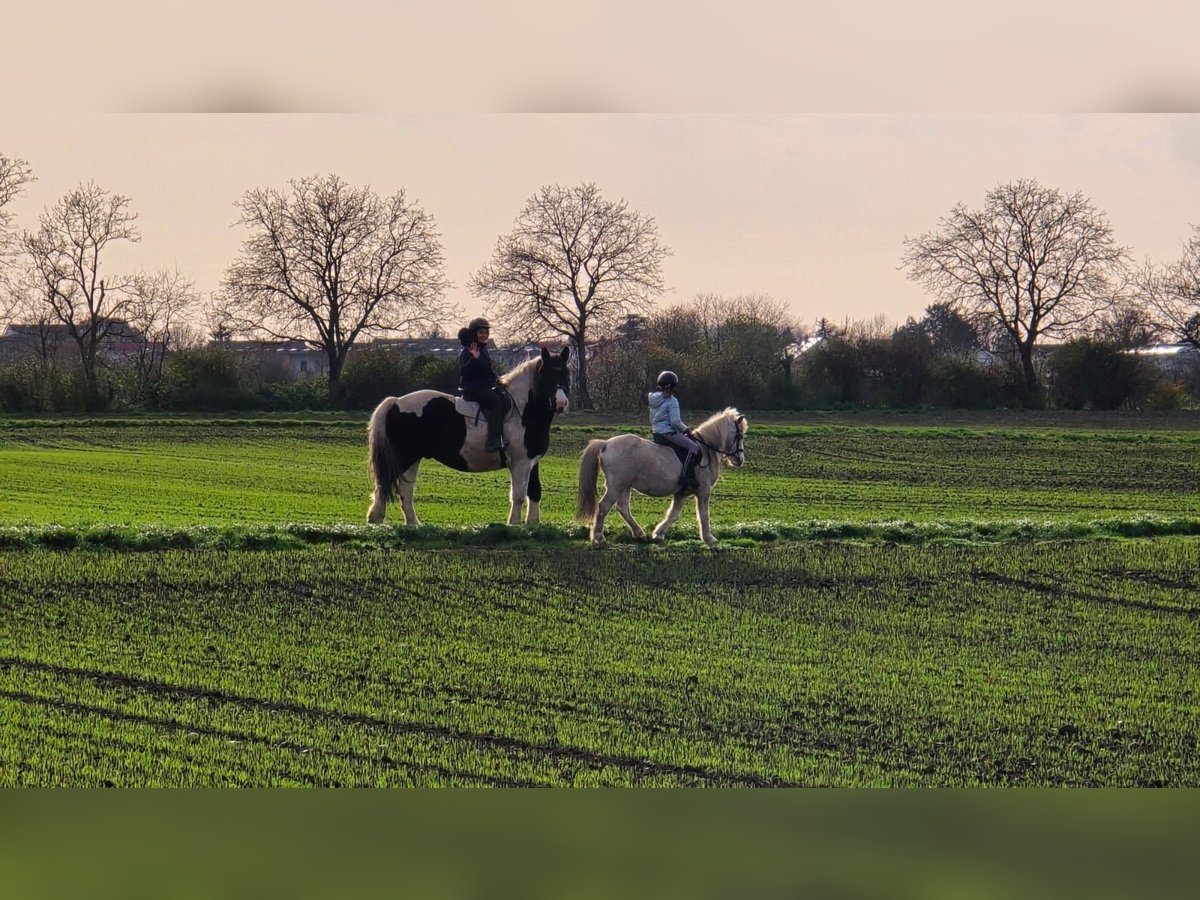 Polish Coldblood Gelding 8 years 15,3 hh Pinto in Pfungstadt