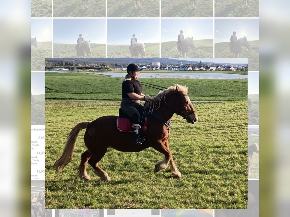 Polish Coldblood Mare 10 years 14,3 hh Chestnut-Red in RonneburgRonneburg