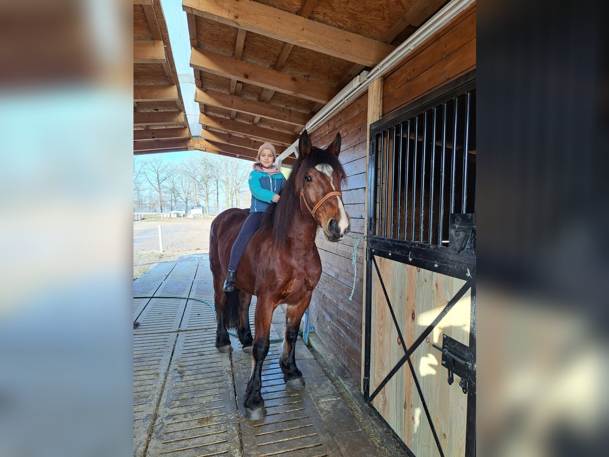 Polish Coldblood Mix Mare 10 years 15,2 hh Brown in FORST