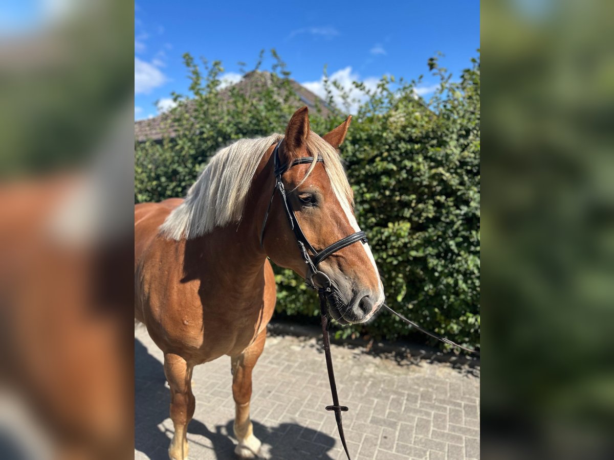 Polish Coldblood Mare 10 years 15,2 hh Chestnut-Red in Einbeck