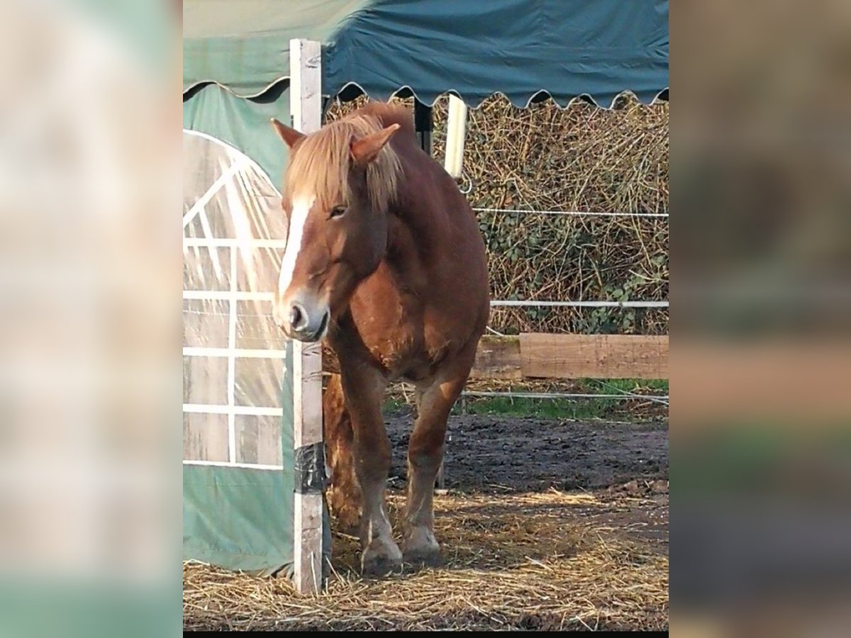 Polish Coldblood Mare 11 years 15,2 hh Brown-Light in Schifferstadt