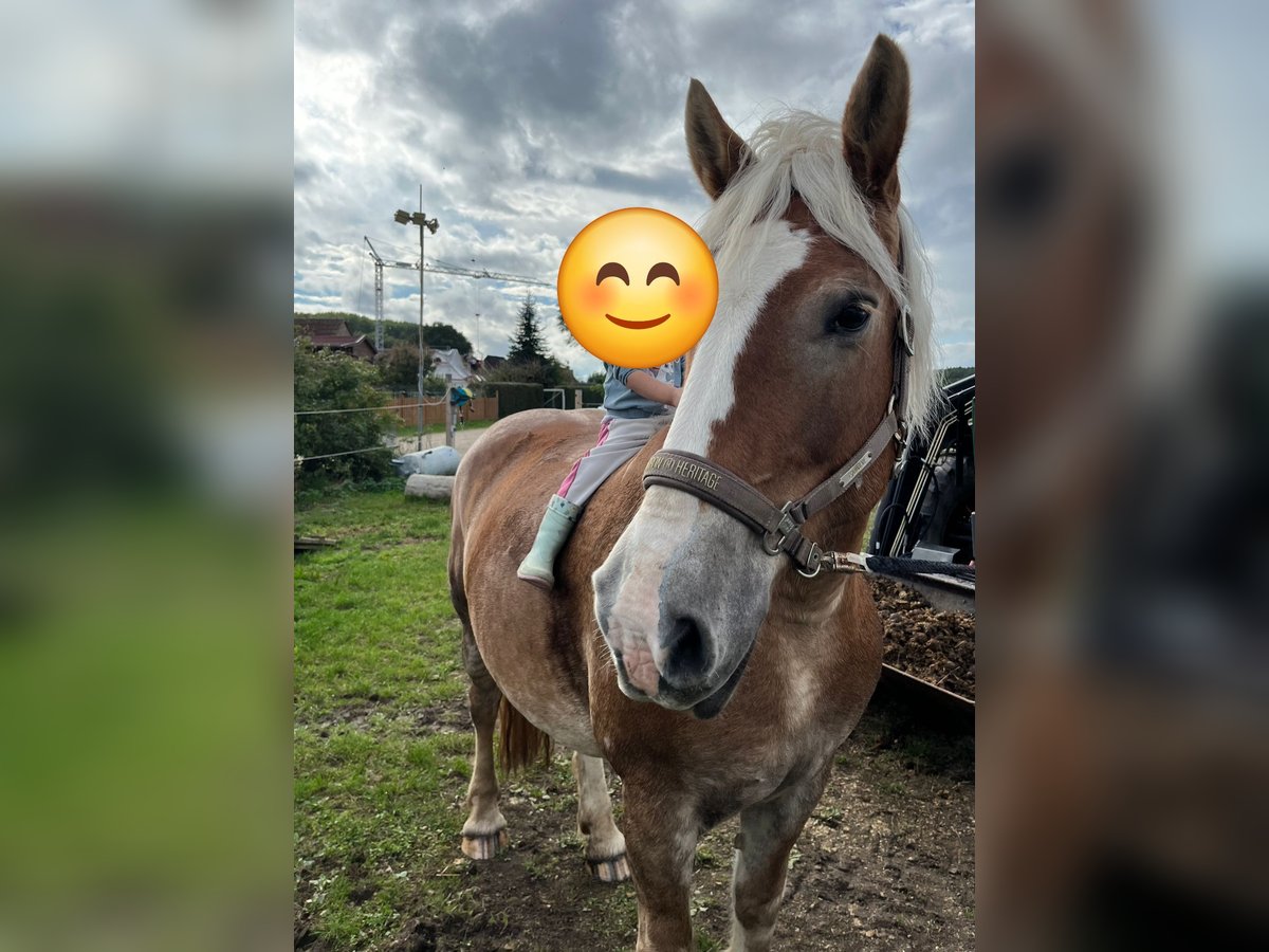 Polish Coldblood Mare 12 years 15,2 hh Brown-Light in Bechhofen