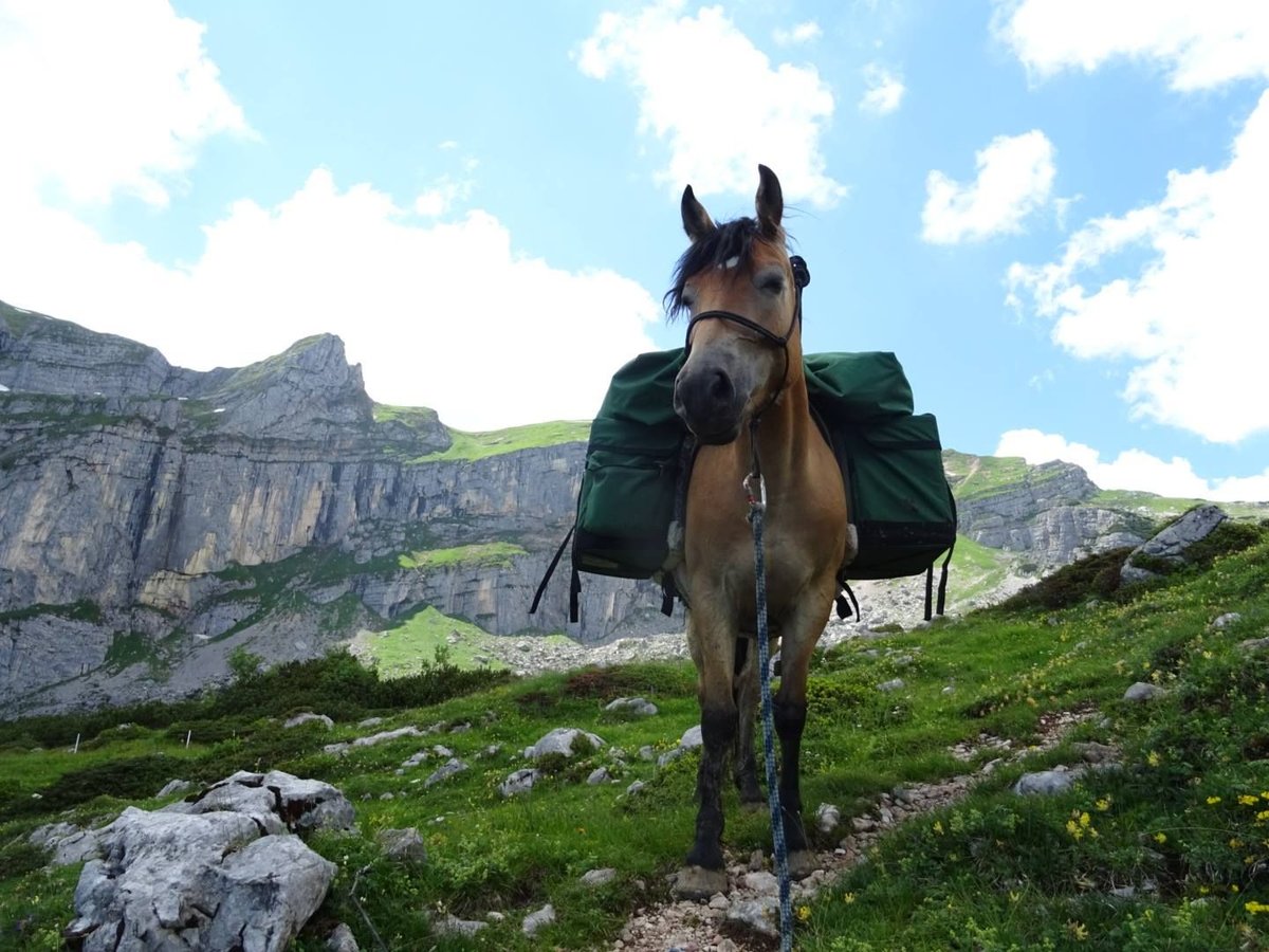 Polish Coldblood Mare 13 years 14,3 hh Brown in Backnang