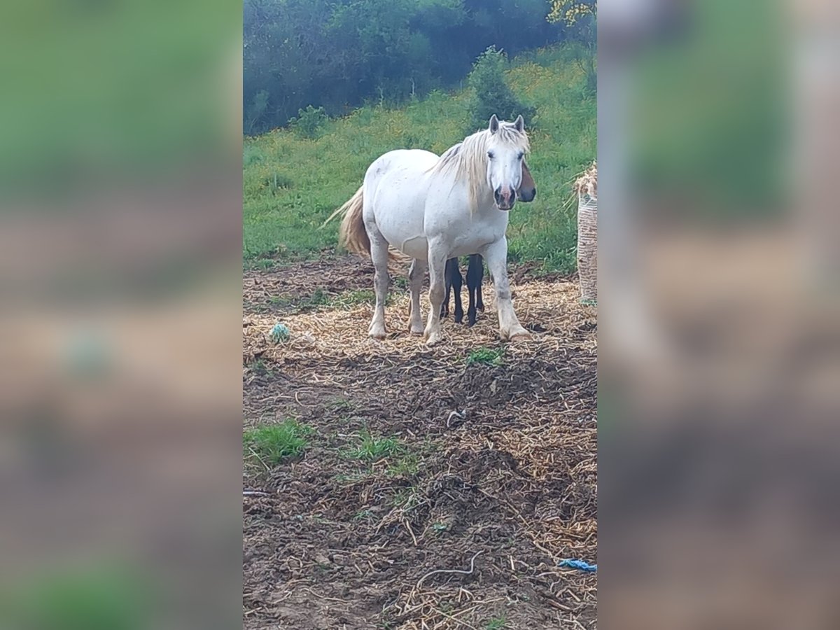 Polish Coldblood Mix Mare 14 years 15,2 hh Gray in Roma