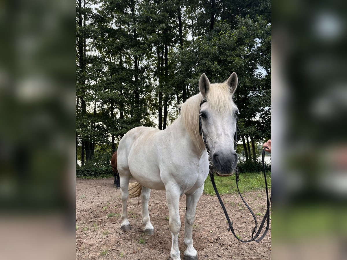 Polish Coldblood Mare 16 years 15,2 hh Grey in Zehdenick