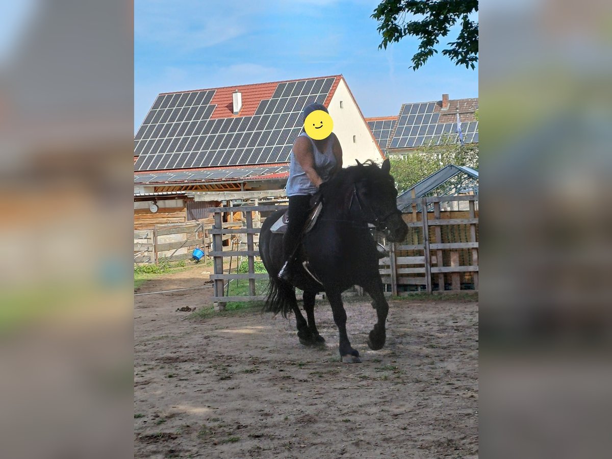 Polish Coldblood Mare 18 years 14,3 hh Black in Westheim
