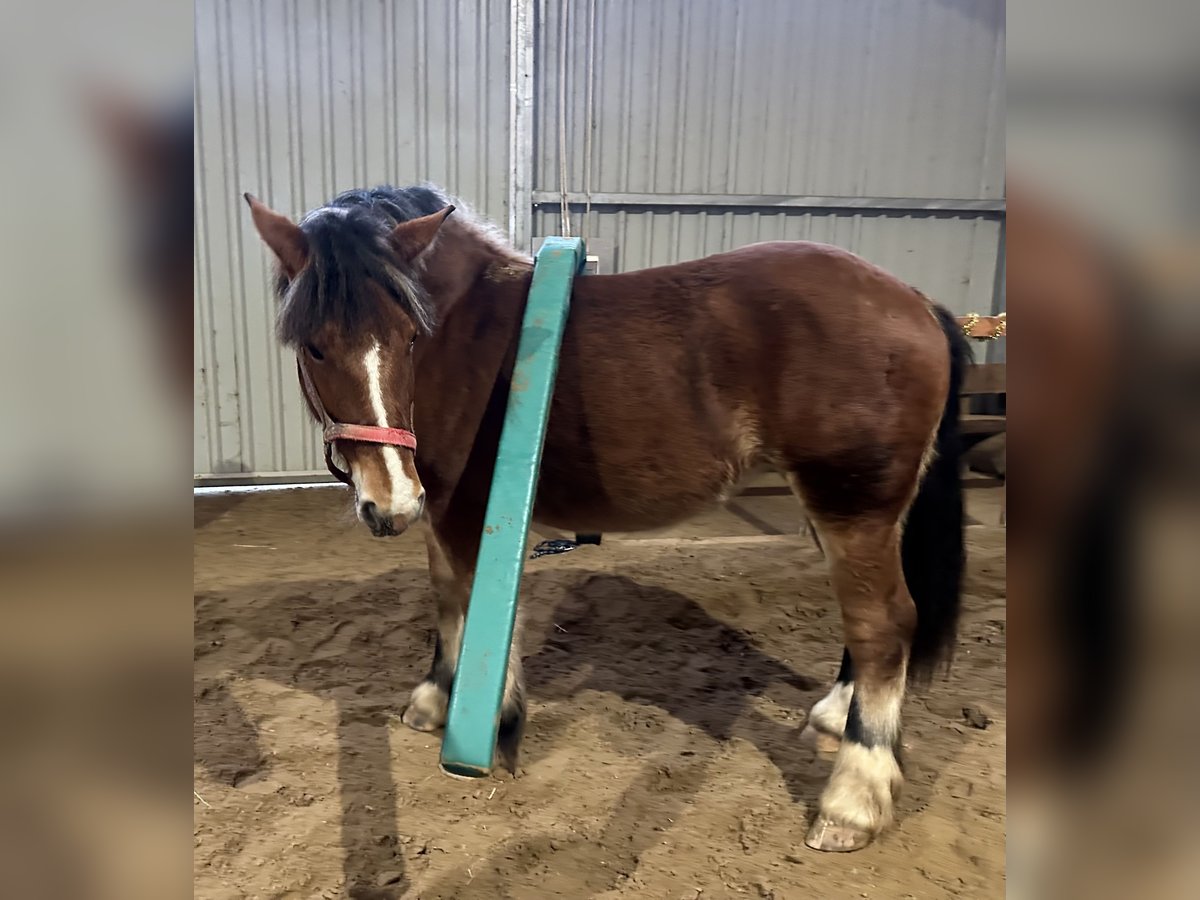 Polish Coldblood Mare 2 years Brown in Sławoborze