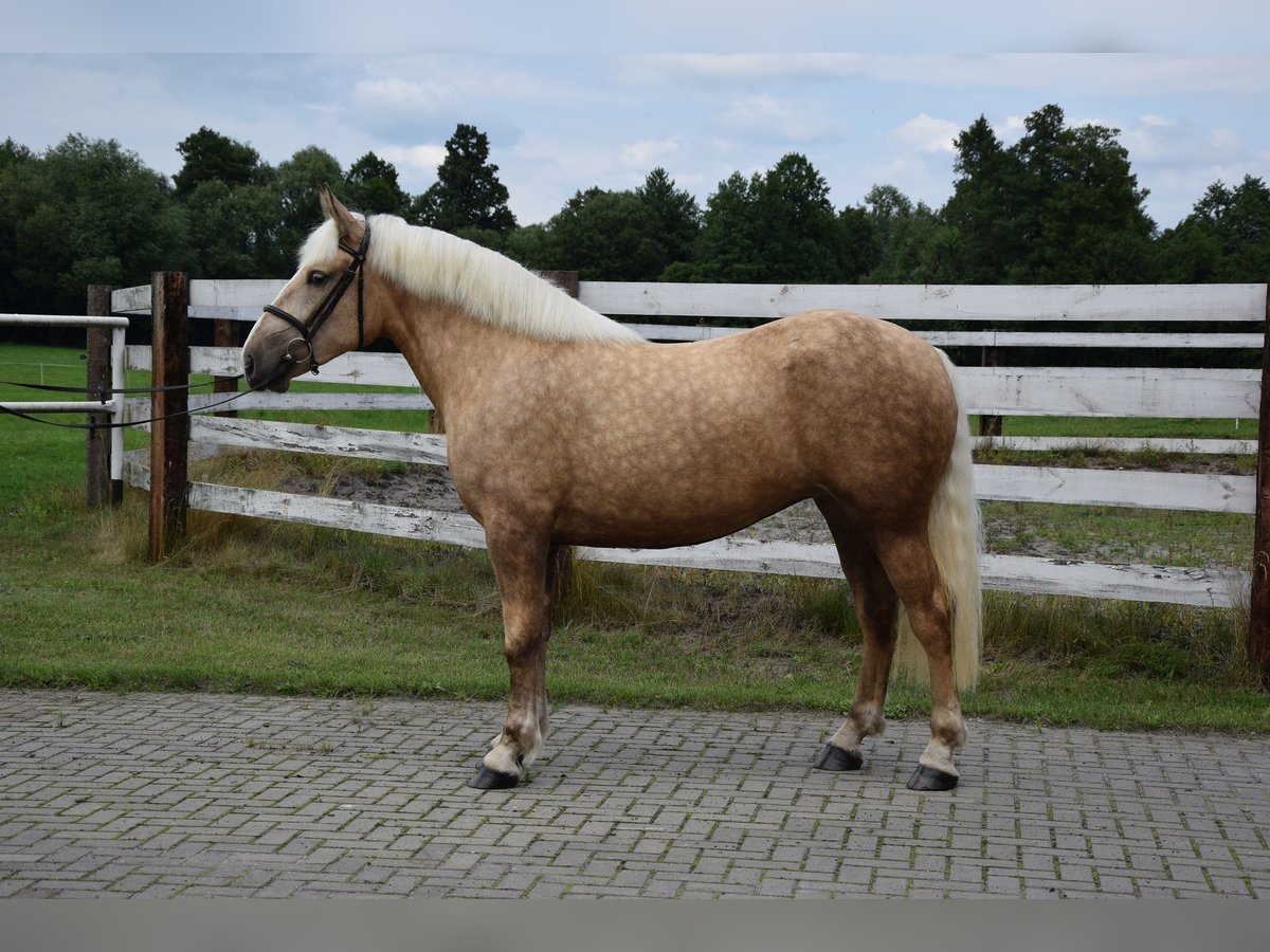 Polish Coldblood Mix Mare 3 years 15,2 hh Palomino in Chelmno