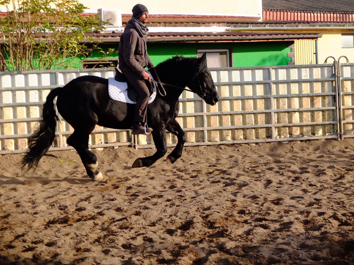 Polish Coldblood Mare 4 years 14,3 hh Black in Buttstädt