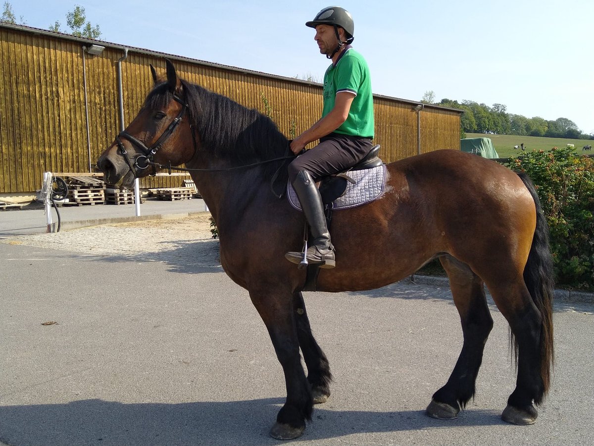 Polish Coldblood Mare 4 years 16,1 hh Bay-Dark in Kamenz