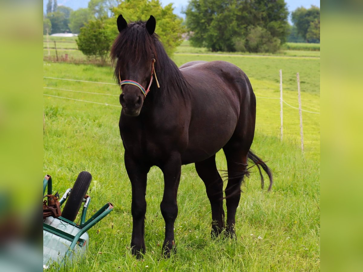 Polish Coldblood Mare 5 years 15,2 hh Black in Höchst