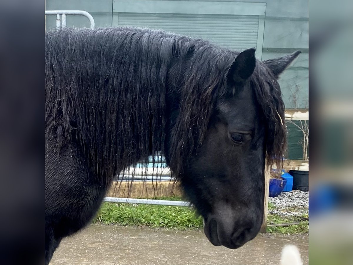 Polish Coldblood Mare 5 years 15,2 hh Black in Höchst