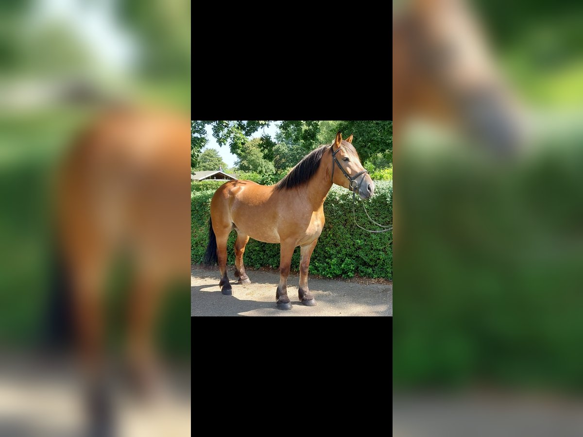 Polish Coldblood Mare 5 years 16 hh in Loxstedt Polish Coldblood Mare 5 years 16 hh in Loxstedt