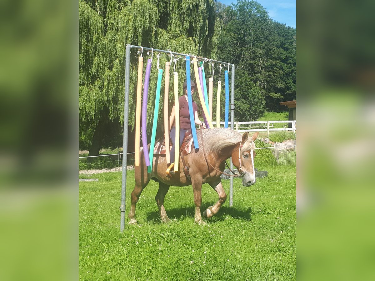 Polish Coldblood Mare 6 years 15,1 hh Chestnut-Red in Bayerbach