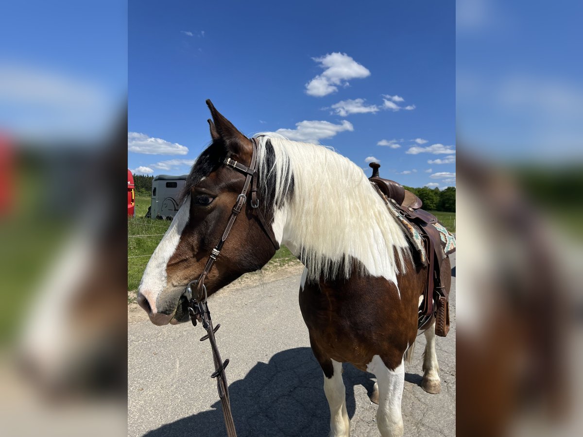 Polish Coldblood Mix Mare 6 years 15,2 hh Pinto in Wetzlar
