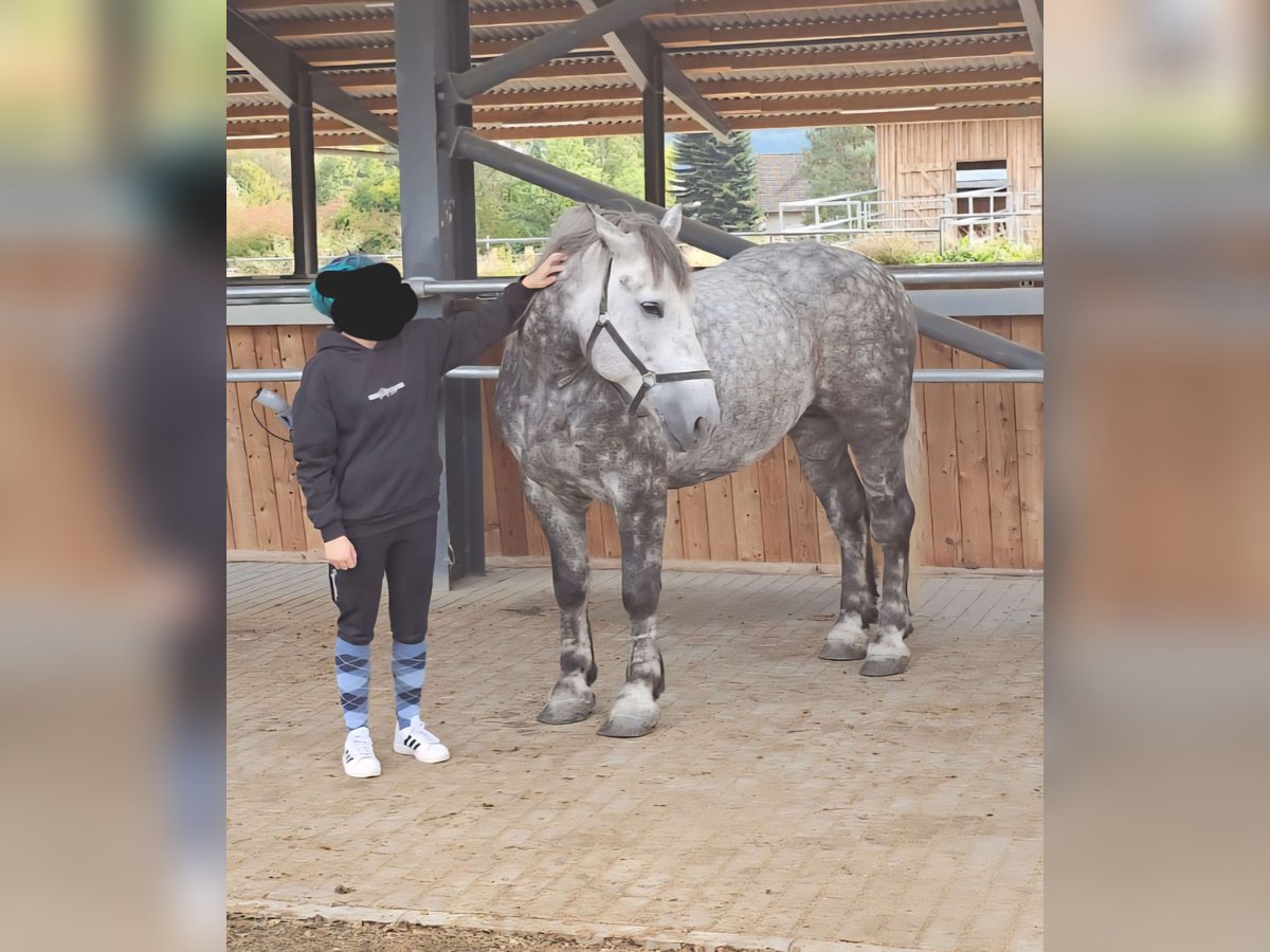 Polish Coldblood Mare 6 years 15,3 hh Grey-Dapple in Biebergem&#xFC;nd