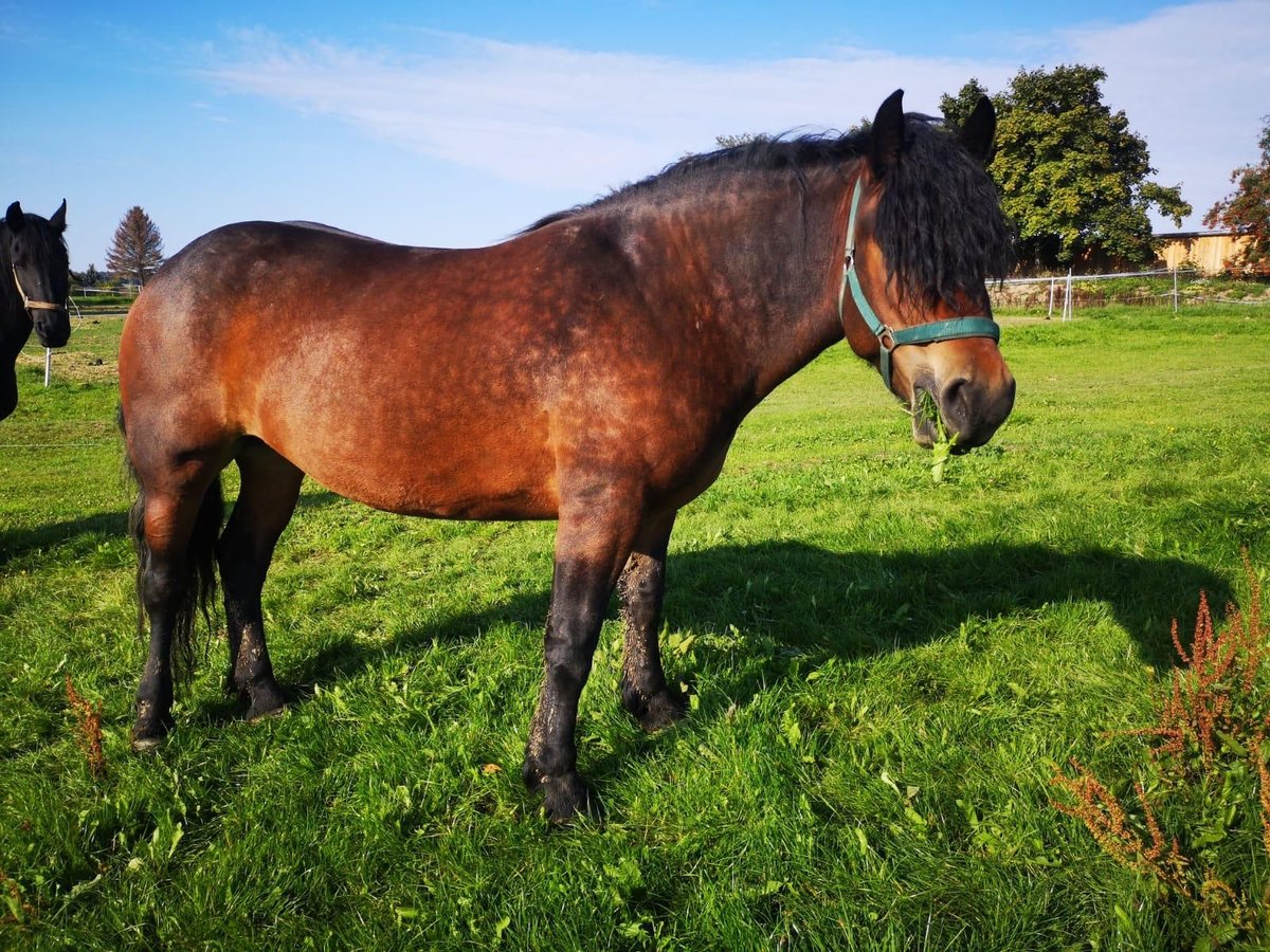 Polish Coldblood Mix Mare 6 years Bay-Dark in Zeulenroda