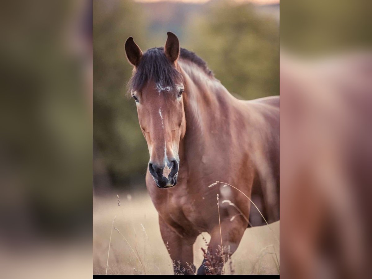 Polish Coldblood Mare 7 years 16 hh Brown in Stammbach