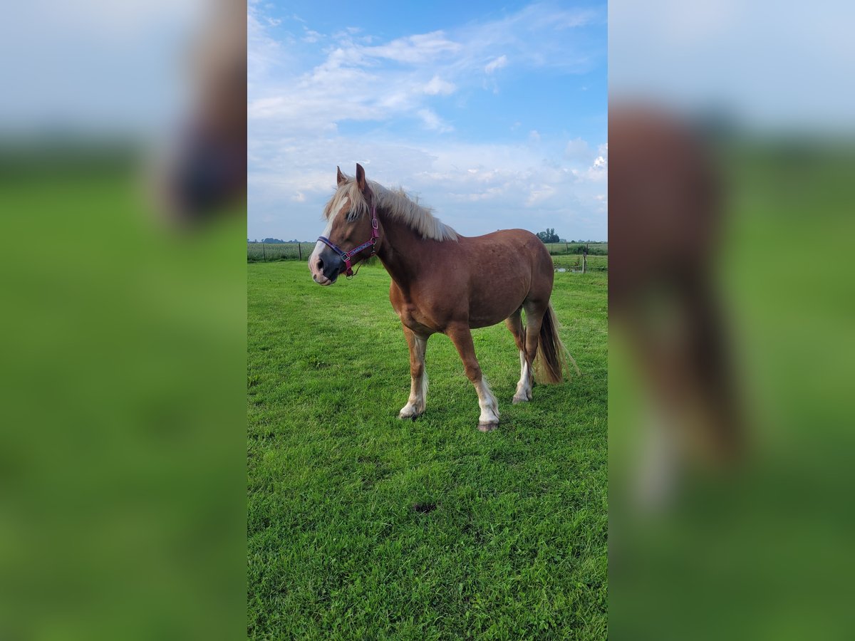 Polish Coldblood Mare 8 years 15,1 hh Chestnut-Red in T&#xF6;nning
