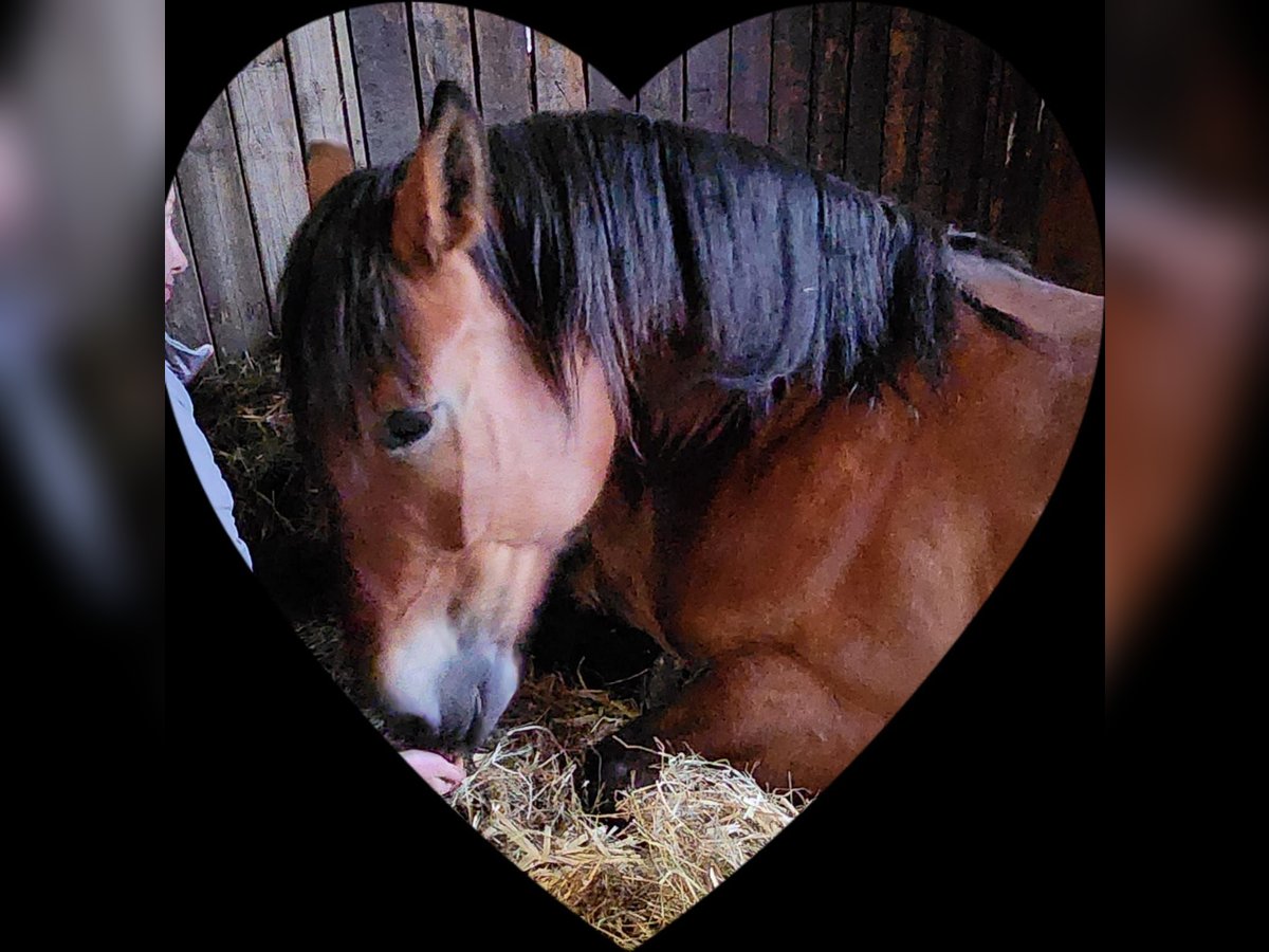 Polish Coldblood Mare 8 years 15,2 hh Brown in Kronach