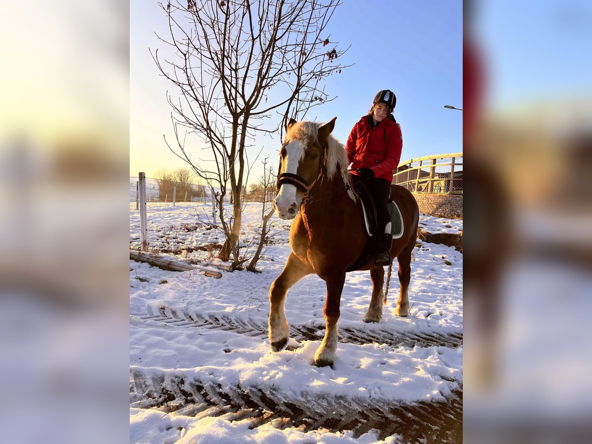 Polish Coldblood Mare 9 years 15,2 hh Brown in Rothenfluh