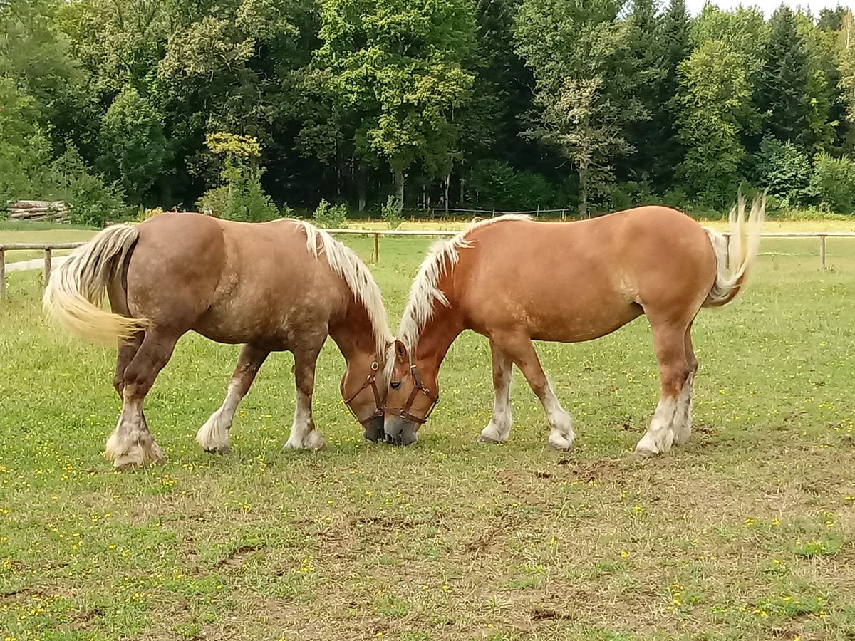 Polish Coldblood Mare 9 years 16 hh Chestnut-Red in Bad Liebenzell