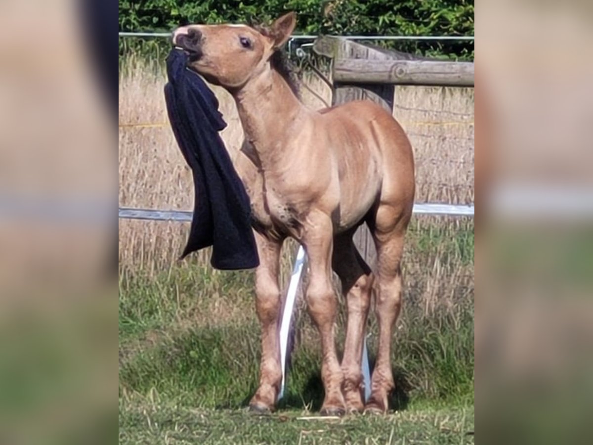 Polish Coldblood Stallion Foal (06/2025) 15,1 hh Chestnut-Red in Winsen (Aller)