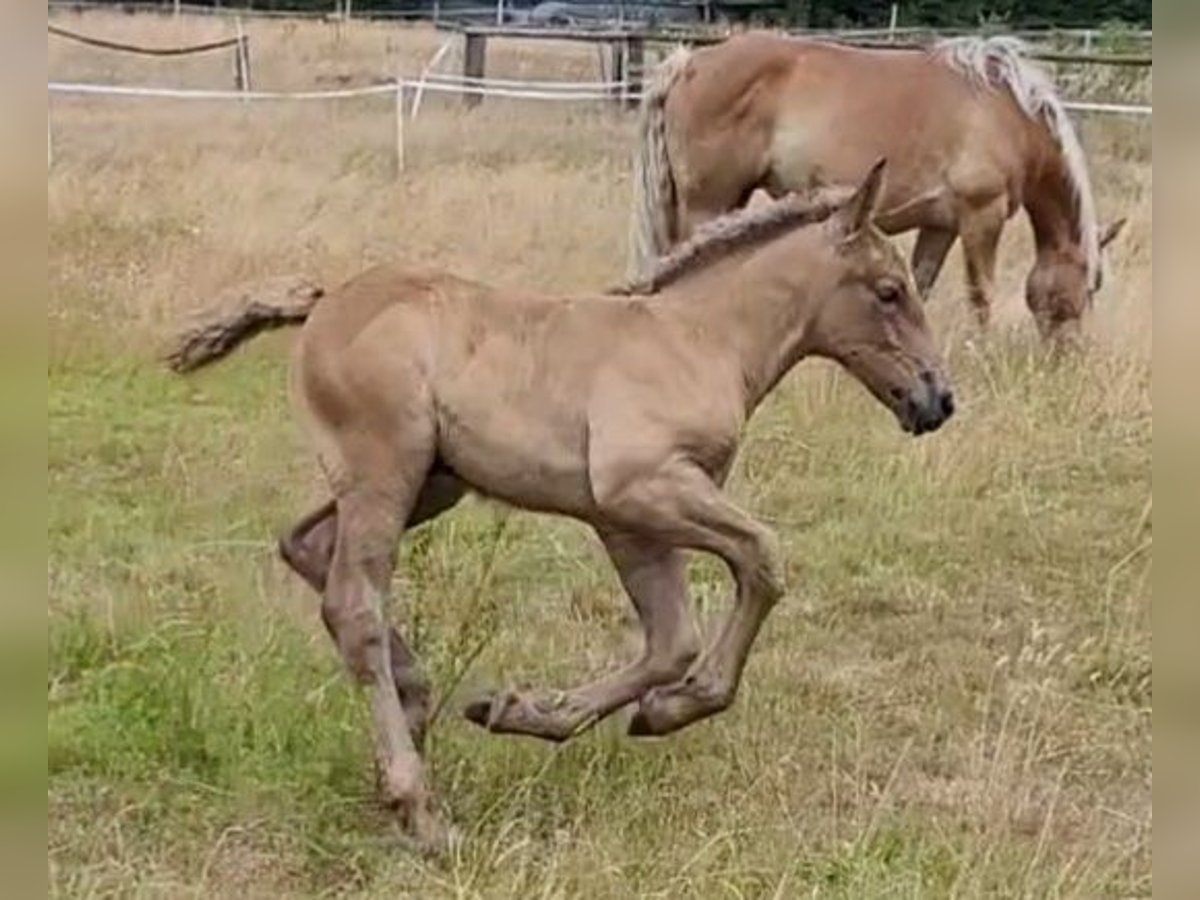Polish Coldblood Stallion Foal (06/2025) 15,2 hh Dun in Winsen (Aller)