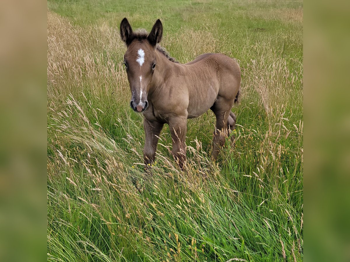 Polish Coldblood Stallion  15,2 hh Dun in Winsen (Aller)