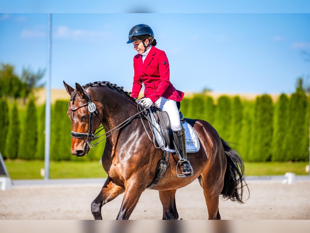 Polish Halfbred Gelding 10 years 16 hh Brown in Kraków