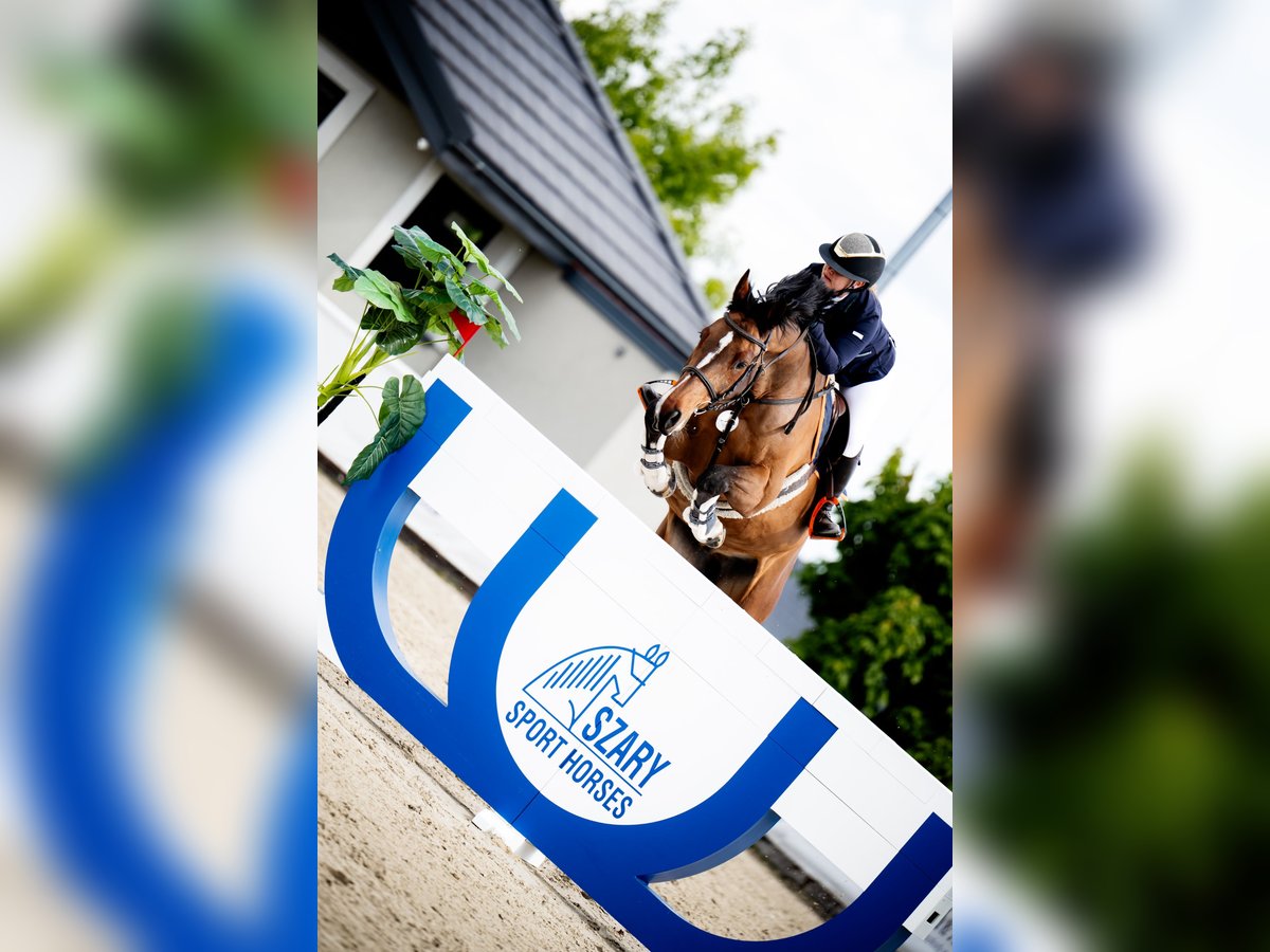 Polish Halfbred Gelding 10 years 16,1 hh Brown in Krasiej&#xF3;wGrodziec