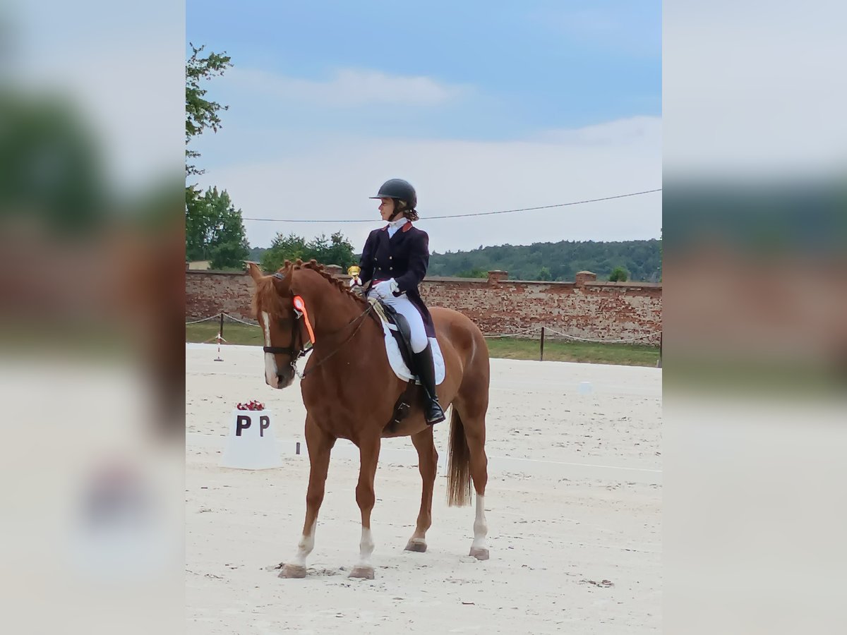 Polish Halfbred Gelding 10 years 17,1 hh Chestnut-Red in Kłaczyna
