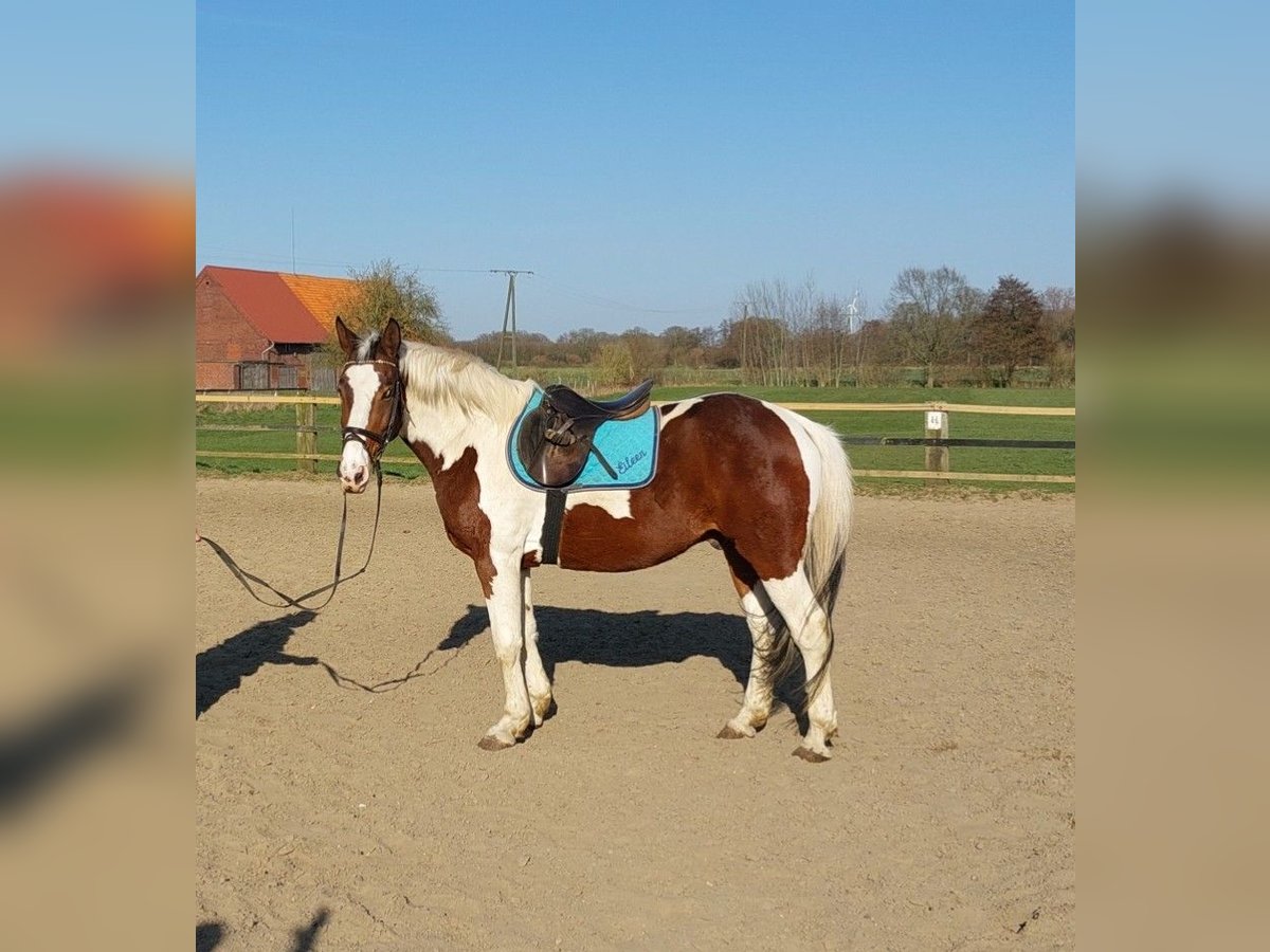 Polish Halfbred Gelding 11 years 15,2 hh Pinto in Altenberge