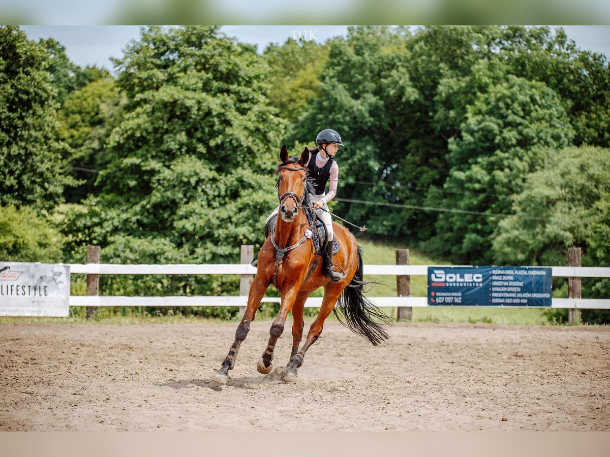 Polish Halfbred Gelding 11 years 17,2 hh Brown in Grudzi&#x105;dz